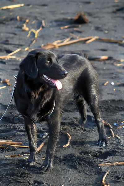 黑色拉布拉多猎犬小狗白天棕色的沙滩上
